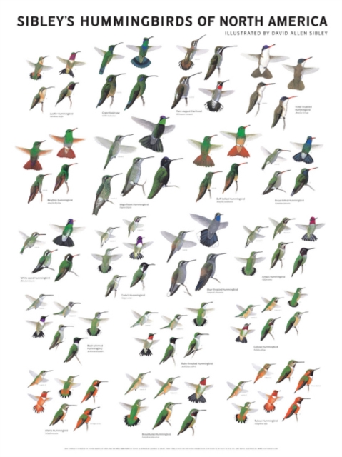 Sibley's Hummingbirds of North America, Poster Book