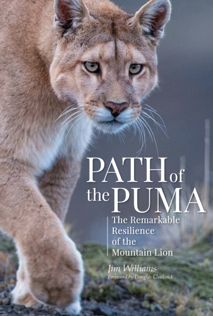 Path of the Puma : The Remarkable Resilience of the Mountain Lion, EPUB eBook