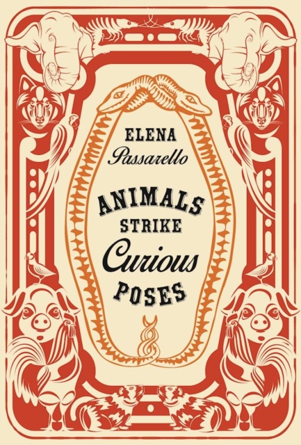 Animals Strike Curious Poses, Hardback Book