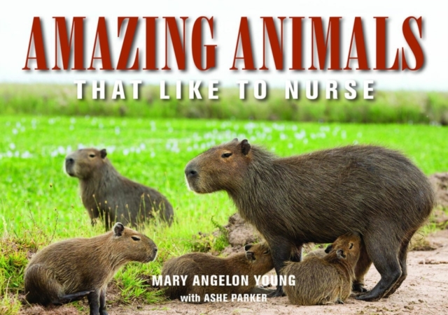 Amazing Animals : That Like to Nurse, Paperback / softback Book