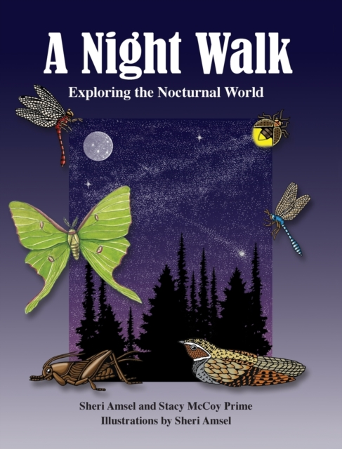 A Night Walk : Exploring the Nocturnal World, Hardback Book