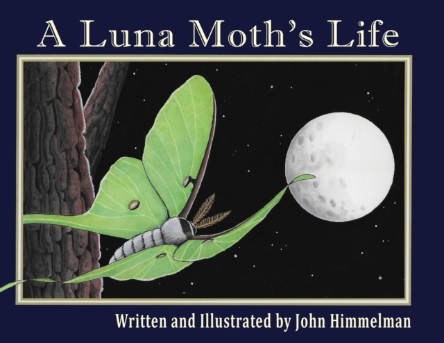 A Luna Moth's Life, Paperback / softback Book
