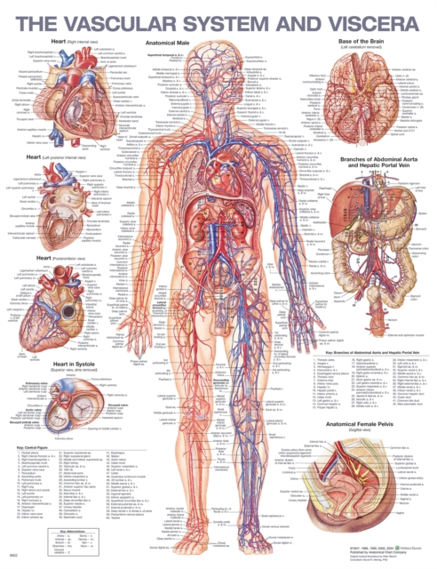 The Vascular System and Viscera Anatomical Chart, Wallchart Book