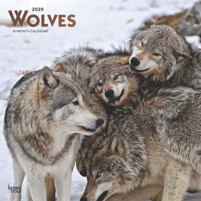 Wolves 2020 Square Wall Calendar, Calendar Book