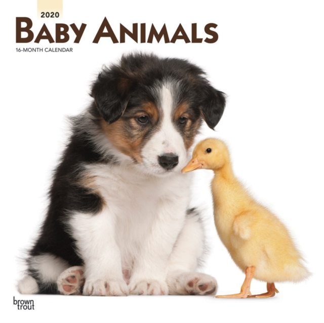 Baby Animals 2020 Square Wall Calendar, Calendar Book