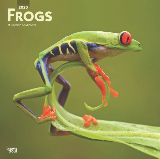 Frogs 2020 Square Wall Calendar, Calendar Book