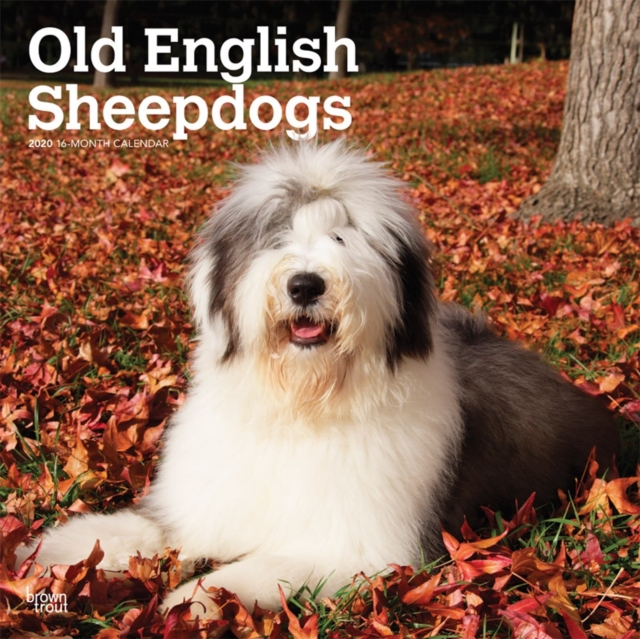 Old English Sheepdogs 2020 Square Wall Calendar, Calendar Book