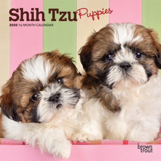 Shih Tzu Puppies 2020 Mini Wall Calendar, Calendar Book