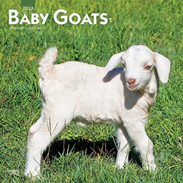 BABY GOATS 2022 SQUARE,  Book