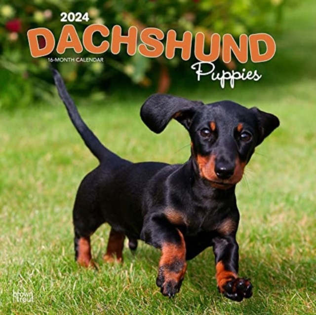 DACHSHUND PUPPIES 2024 SQUARE, Paperback Book