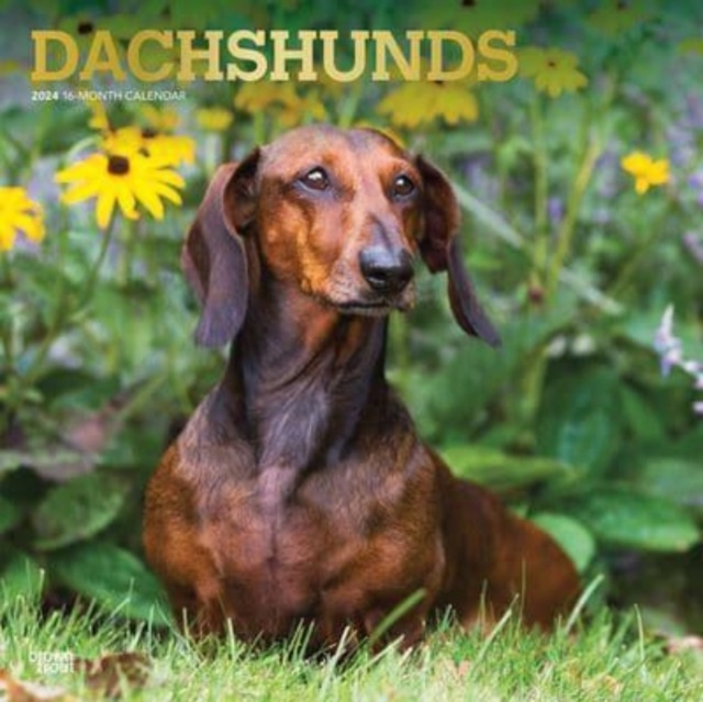 DACHSHUNDS 2024 SQUARE FOIL, Paperback Book
