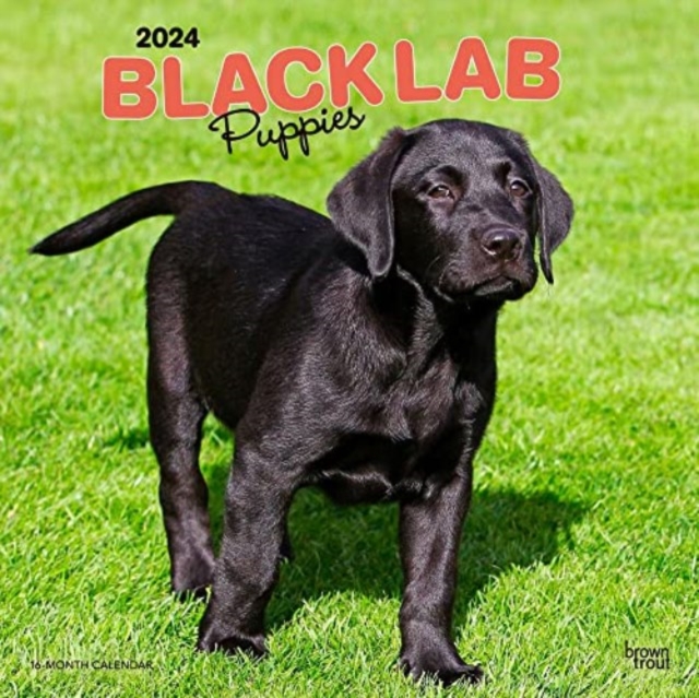 Black lab puppies for 2024 free