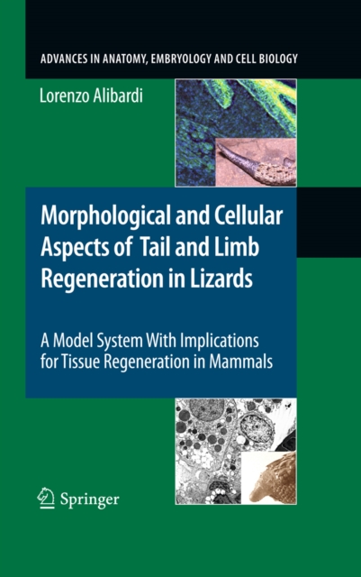 Morphological and Cellular Aspects of Tail and Limb Regeneration in Lizards : A Model System With Implications for Tissue Regeneration in Mammals, PDF eBook