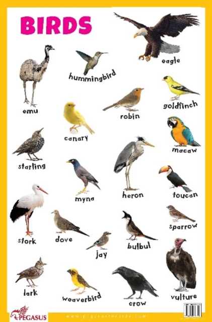 Birds Educational Chart, Poster Book