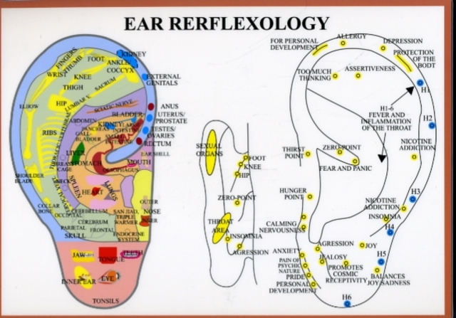 Ear Reflexology -- A4, Poster Book