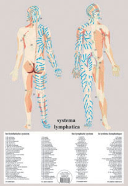 Systema Lymphatica -- A2, Poster Book