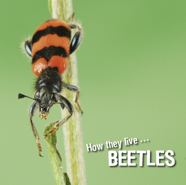 How they live... Beetles, EPUB eBook