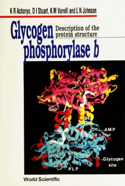 Glycogen Phosphorylase B: Description Of The Protein Structure, PDF eBook